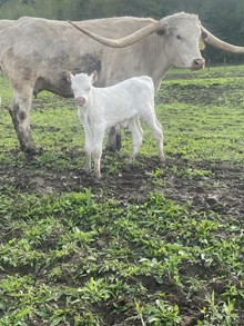 Song bird x bojangles (heifer)