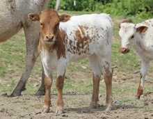 RESPECTABLE COWGIRL